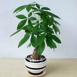 3、發財樹盆栽圖片大全:如何養殖發財樹盆栽