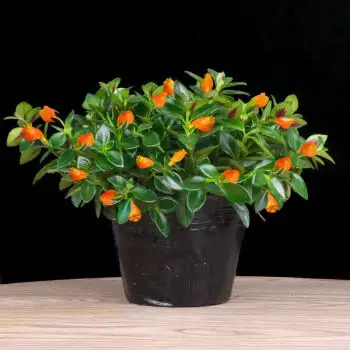 3、什麼花招財又旺宅好養:養什麼花旺財