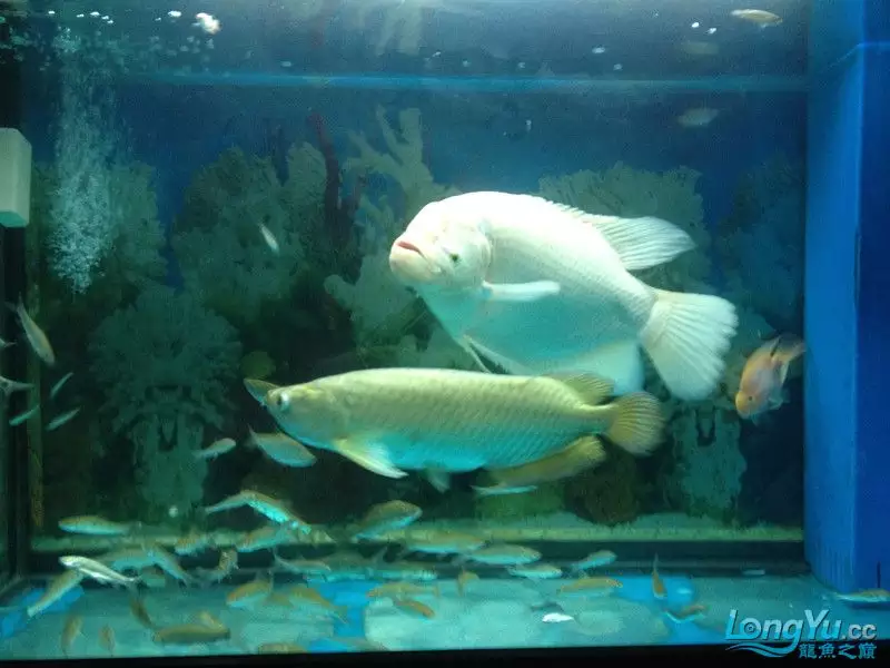 3、深海招財魚圖片:這是招財魚嗎