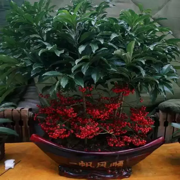 6、什麼花招財又旺宅好養:屬狗的養什麼花招財