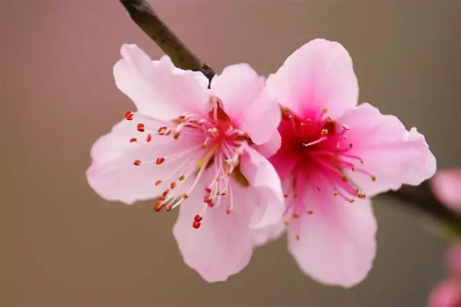 9、測正緣桃花什麼時候出現:我的正緣什麼時候出現，什麼樣呢