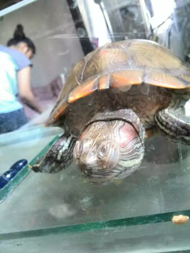 烏龜三四天不喂行不行：烏龜可以一個星期不餵食物嗎？
