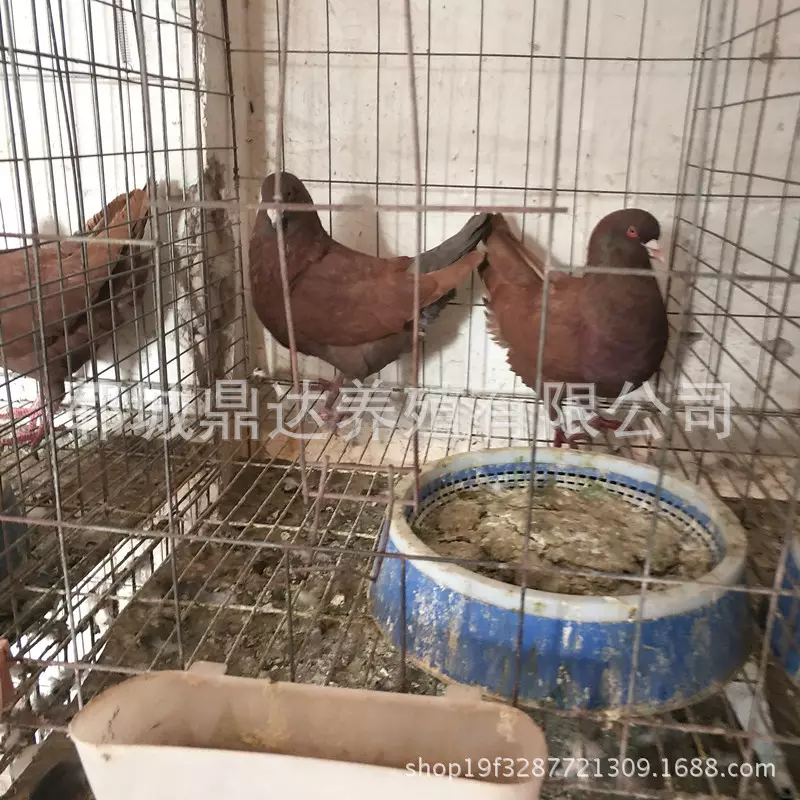 1、附近賣鴿子的地方:哪裡有賣鴿子，我想養鴿子，