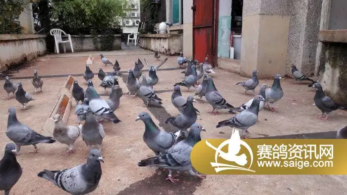 4、喜歡養鴿子的男子:相親工具喜歡養鴿子他是什麼樣的人？