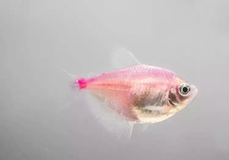 夢見抓魚男人昨晚：做夢夢到抓魚是什麼兆頭