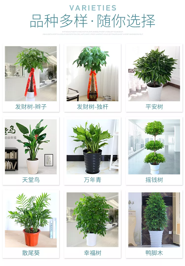 4、老闆辦公室適合放什麼植物和花:老闆的辦公室要放什麼植物？