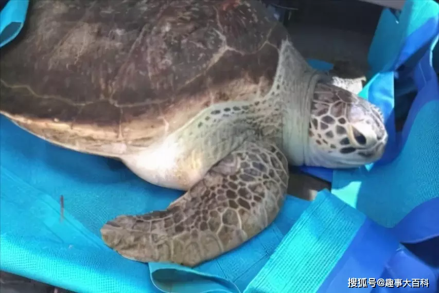 5、家裡動物死是替人擋災:家裡的寵物老死是替主人擋煞嗎？
