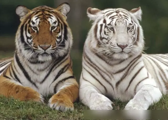 2、為什麼虎和猴不能婚配:屬猴的真的不能與屬虎的相配嗎?