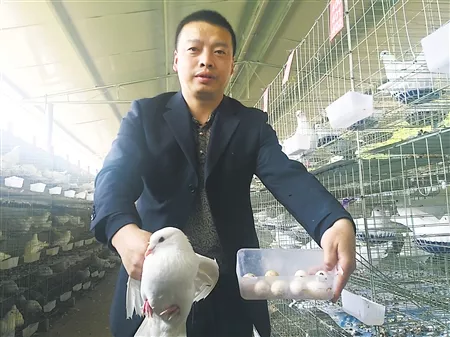 3、男人養鴿子什麼意思:和男朋友聊天他說誰還不養幾隻鴿子什麼意思？