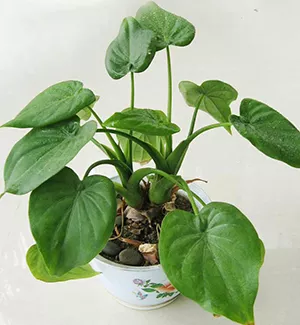 滴水適合什麼屬相：滴水的生物屬性是什麼？