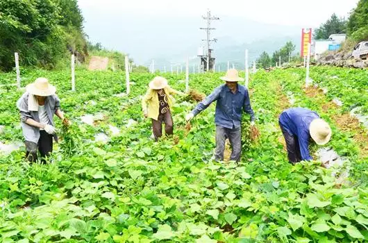 七畝好田二人耕什麼屬相：七畝好田二人耕,一家十口十來伴是什麼生肖
