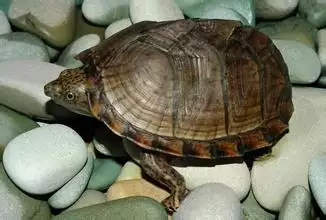 家裡有三個屬相不能養龜：什麼生肖不能以養龜