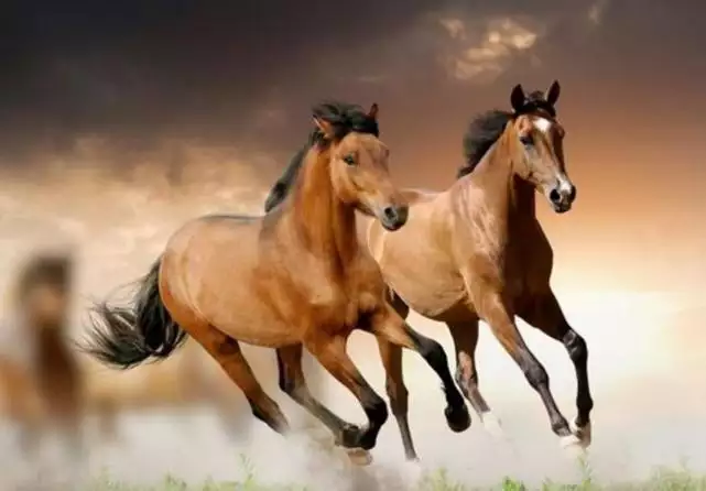 3、屬馬歲有劫數:屬馬，羊，猴的人這一生中的大劫一般在多少歲