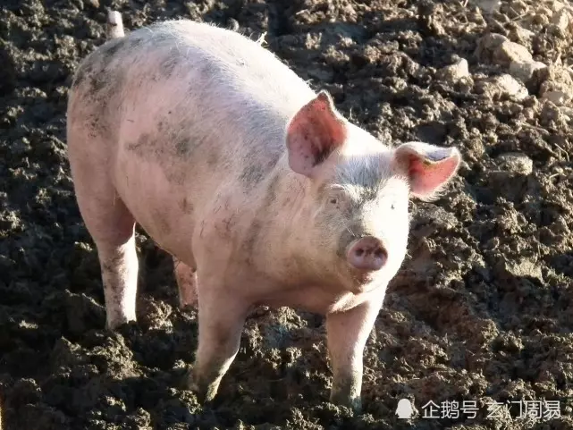 1、屬豬婚配:屬豬的與哪些屬相婚配