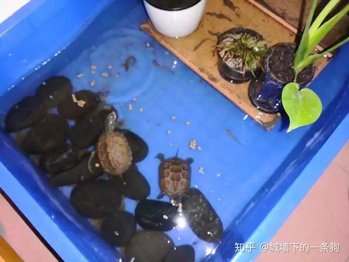 3、為什麼那麼多人喜歡養烏龜:為什麼喜歡養龜的，有很多是女的