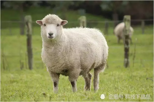 2、龍和羊的婚配會幸福嗎:龍和羊的婚姻怎麼樣