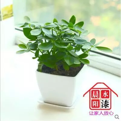 4、屬兔人養什麼植物最旺財:屬兔的人開店店裡放什麼植物最旺財？