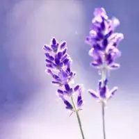 3、花圖片大全頭像:什麼花圖做微信頭像表示堅強