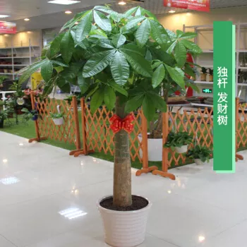 4、盆栽三顆發財樹寓意:發財樹的寓意