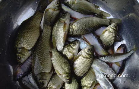 已婚女人夢見魚是什麼徵兆：夢見魚5種徵兆要發財