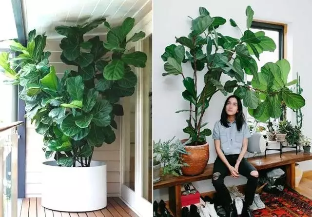 2、客廳養什麼綠植最旺家:客廳養綠植什麼招財？