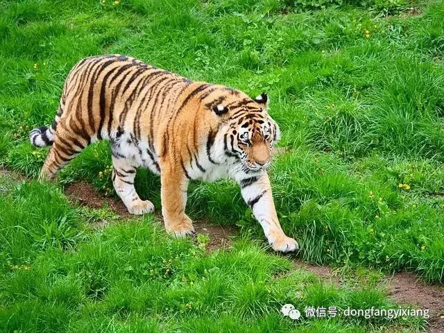 庚寅日和什麼屬相最配：日柱男庚寅和女癸卯配嗎