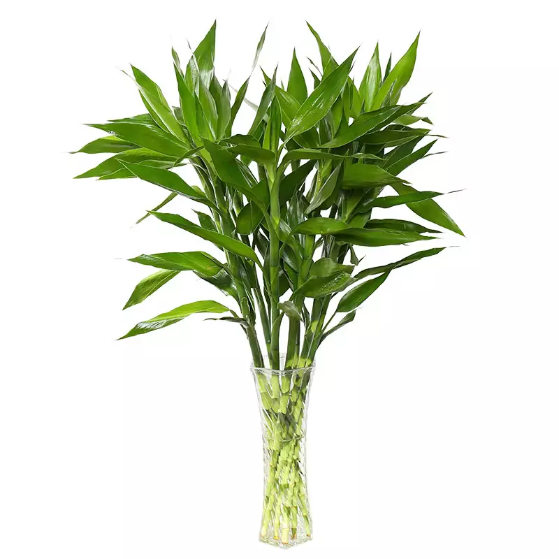 3、最旺入門玄關植物:客廳玄關放什麼植物