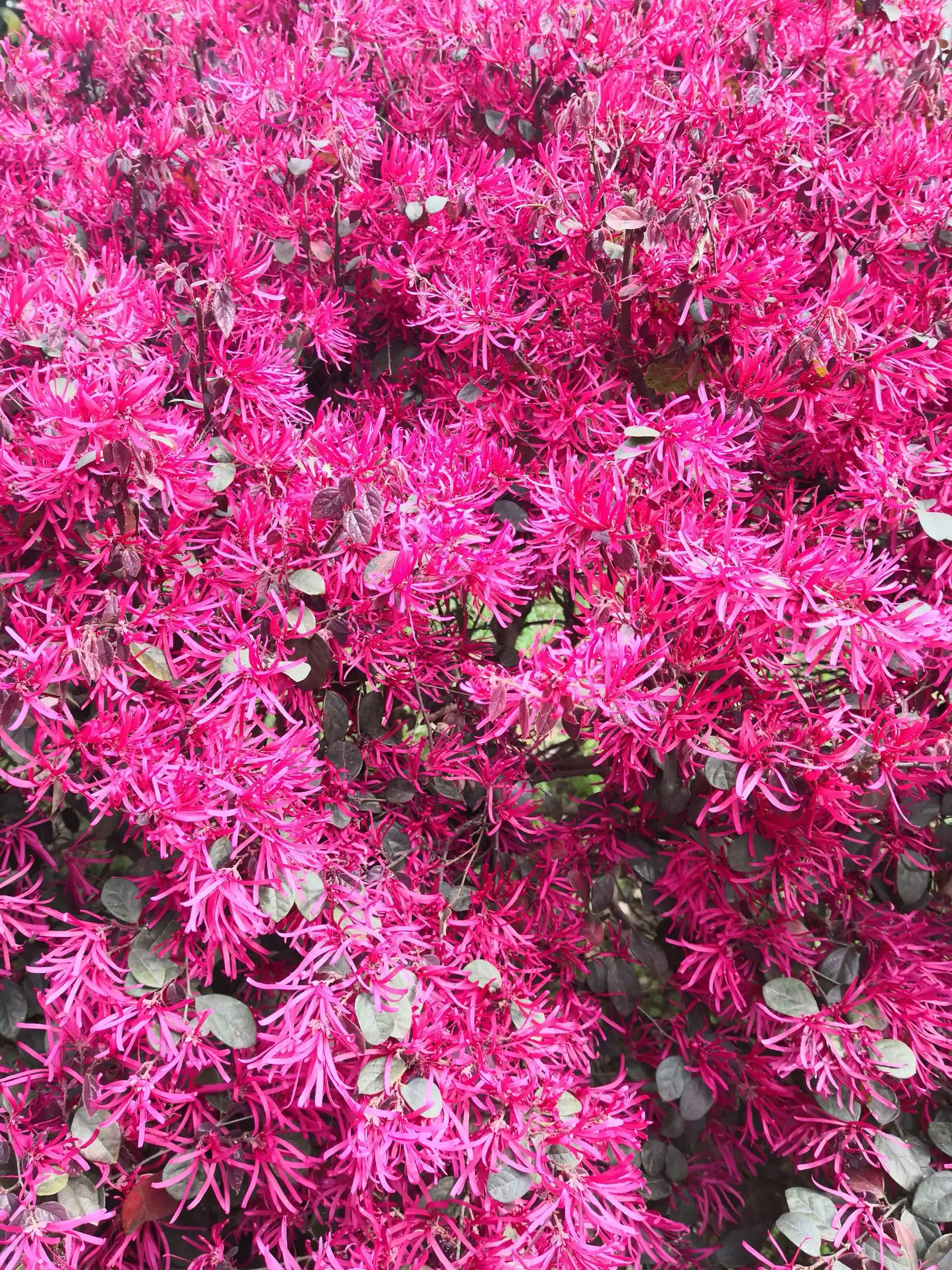 春天開紅花是什麼屬相：四加一三算一算.春天裡頭開紅花是十二生肖中的哪個生肖