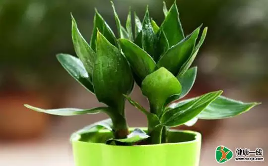 1、店鋪門前放什麼植物招財:門前種什麼花風水好