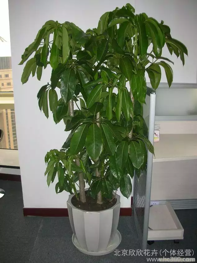 4、搖錢樹綠植圖片:請問搖錢樹圖片是什麼樣子