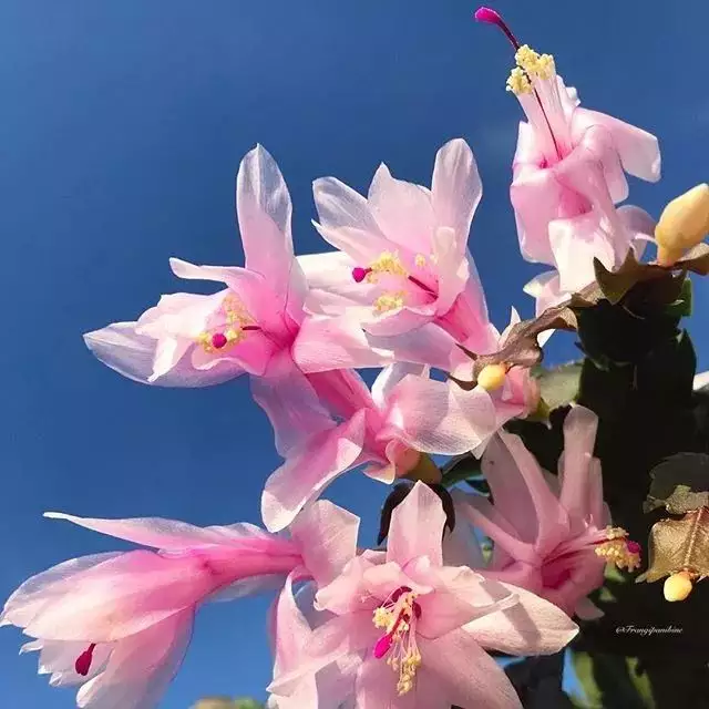十大不吉利的花有哪些：十大不能在家裡養的花
