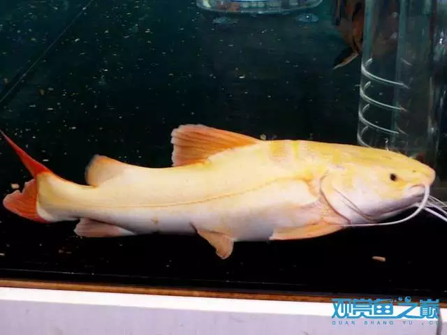 6、招財貓魚死前癥狀:招財貓是不是風水魚？養它應該注意到什麼？幾天沒餵食會不會死啊？