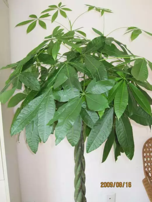 2、什麼是發財樹:什麼是發財樹？