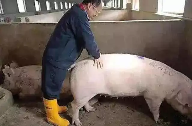 1、九月間的豬男和4月間豬在婚配:年四月的豬和年9月的豬合婚不?