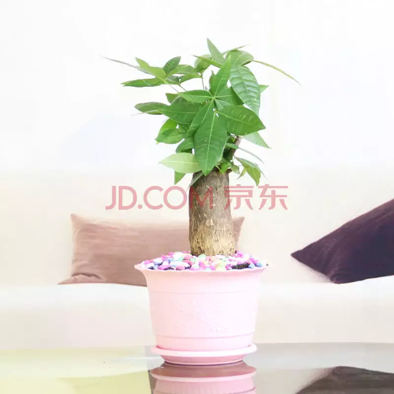 1、塑料發財樹圖片大全:給發財樹保溫,是不是用朔料袋包住花盆和就可以了