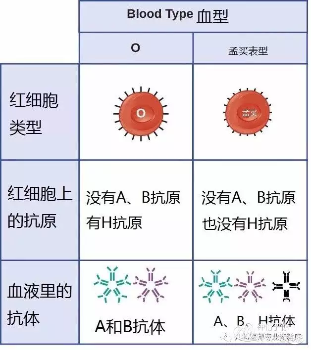 3、女o血型和男o血型婚配:B型女和O型男血型配對