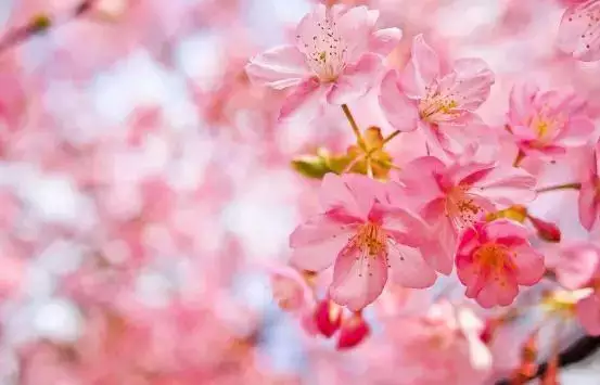 2、出生時辰看夫妻感情:如果知道兩個人的生辰八字，是否能知道兩個人以後會不會成為夫妻