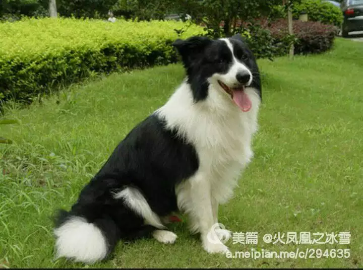 對屬狗的人有幫助的屬相：生肖屬狗的人相配屬相有哪些？