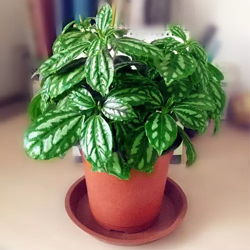 1、室內綠植品種大全圖片:室內觀賞植物有哪些 室內觀賞植物圖片大全