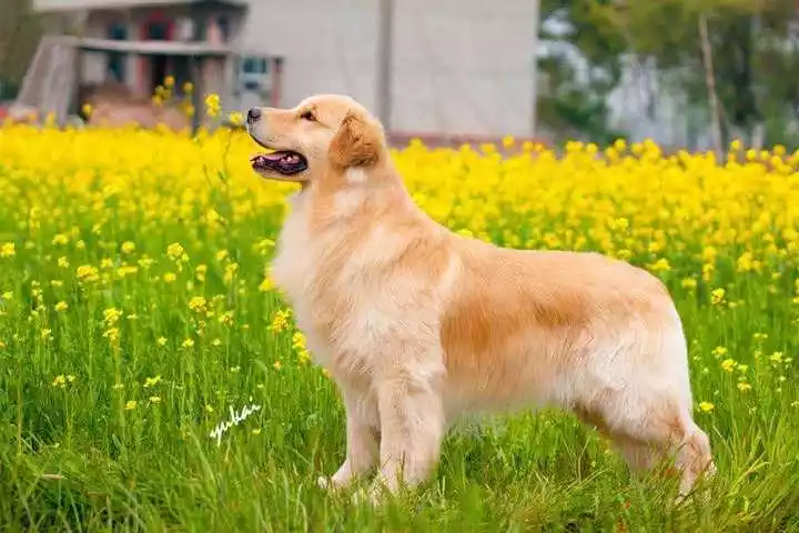 做生意養什麼狗最旺財：做生意的人養的狗取什麼名較好