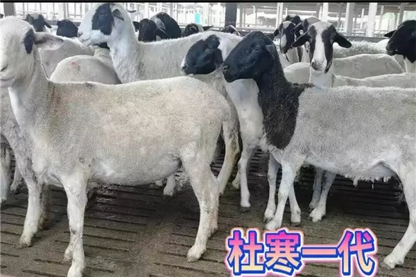 1、92羊女94狗男婚配:91屬羊女與94屬狗男結婚會怎麼樣，相剋嗎？