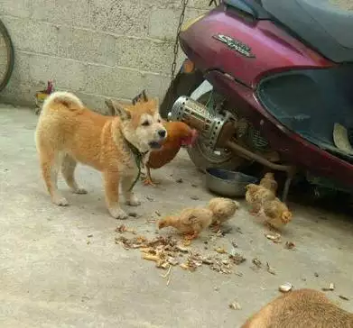 雞和狗能不能一起合作做生意：屬雞和屬狗合夥做生意財運怎麼樣