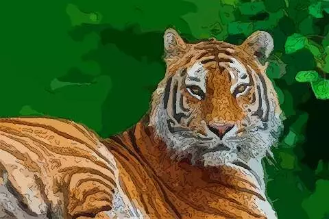 虎年運勢下半年運勢詳解：年屬豬年運勢