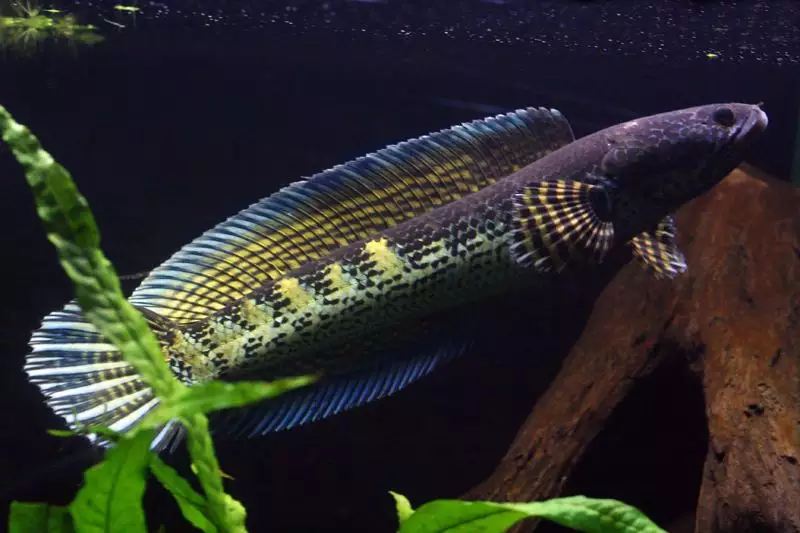 屬相龍和蛇適合養什麼魚：屬蛇人最適合養什麼風水魚