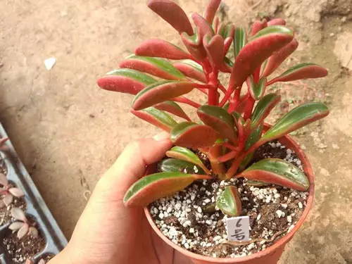 紅背椒草適合什麼屬相養：紅背椒草恭弘=叶 恭弘片閉合是為什麼