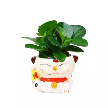 2、招財植物頭像圖片:什麼植物招財 納財