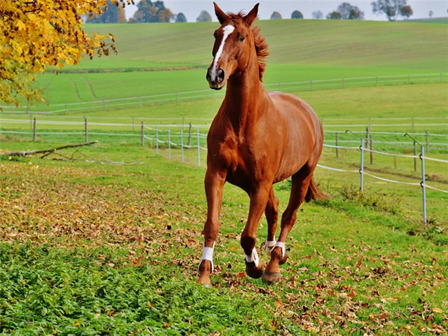 2、年出生的馬是什麼命運:年屬馬7月是什麼命