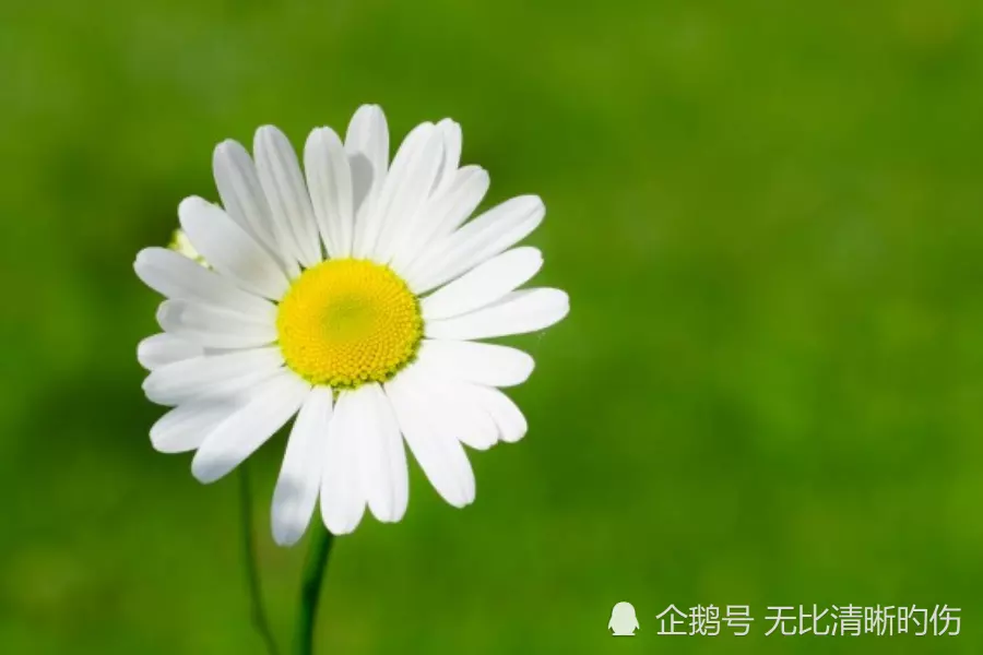 桃花宮屬相是什麼意思：家裡不能同時出現的三個屬相