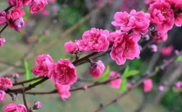 年屬狗人的桃花運旺不旺：年桃花運最旺生肖排名