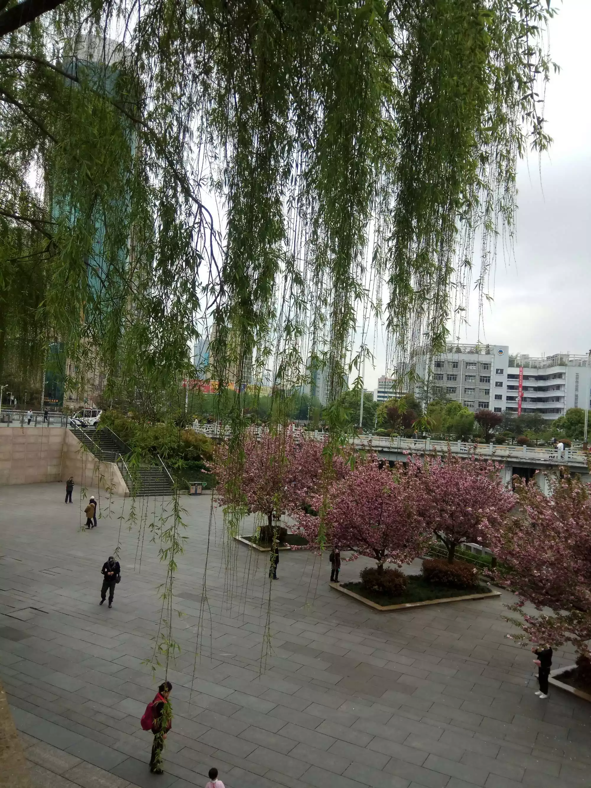 什麼九什麼九河邊看柳：有哪些農諺